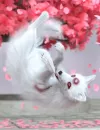 Demon Fox Poses for Oso’s Fox_DAZ3D下载站